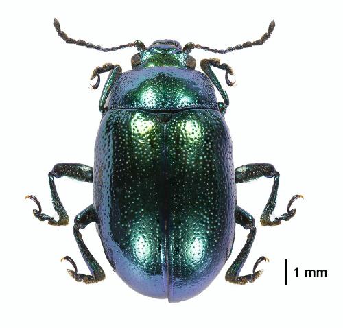 Chrysolina herbacea
